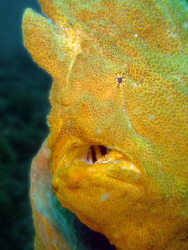 Frogfish ( Antennarius Commersonii) Lenbeth straight, Ind... by Hilal Matta 